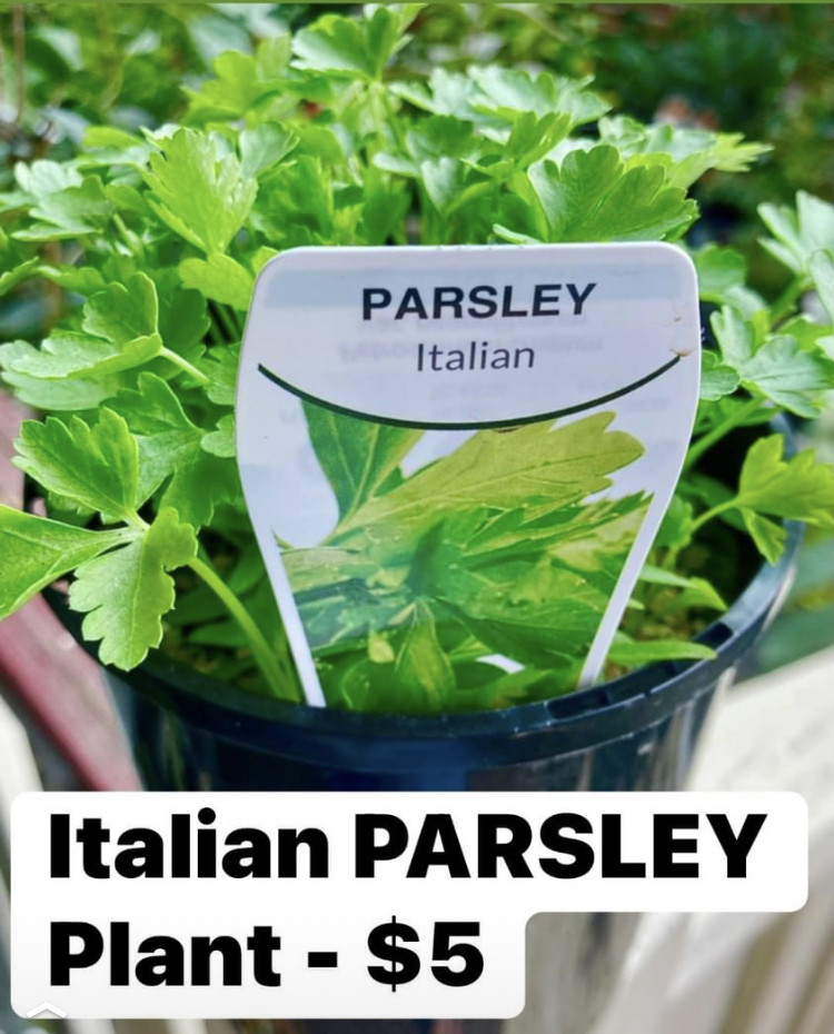 Parsley Italian