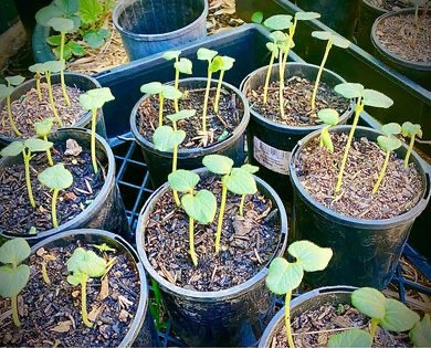 Okra Seedlings