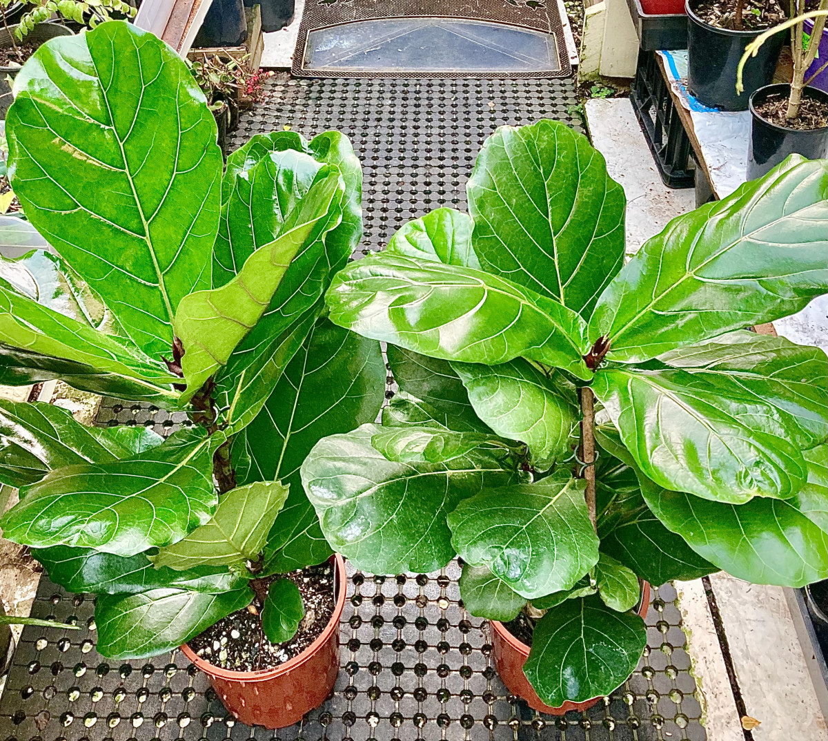 Fiddle leaf Figs