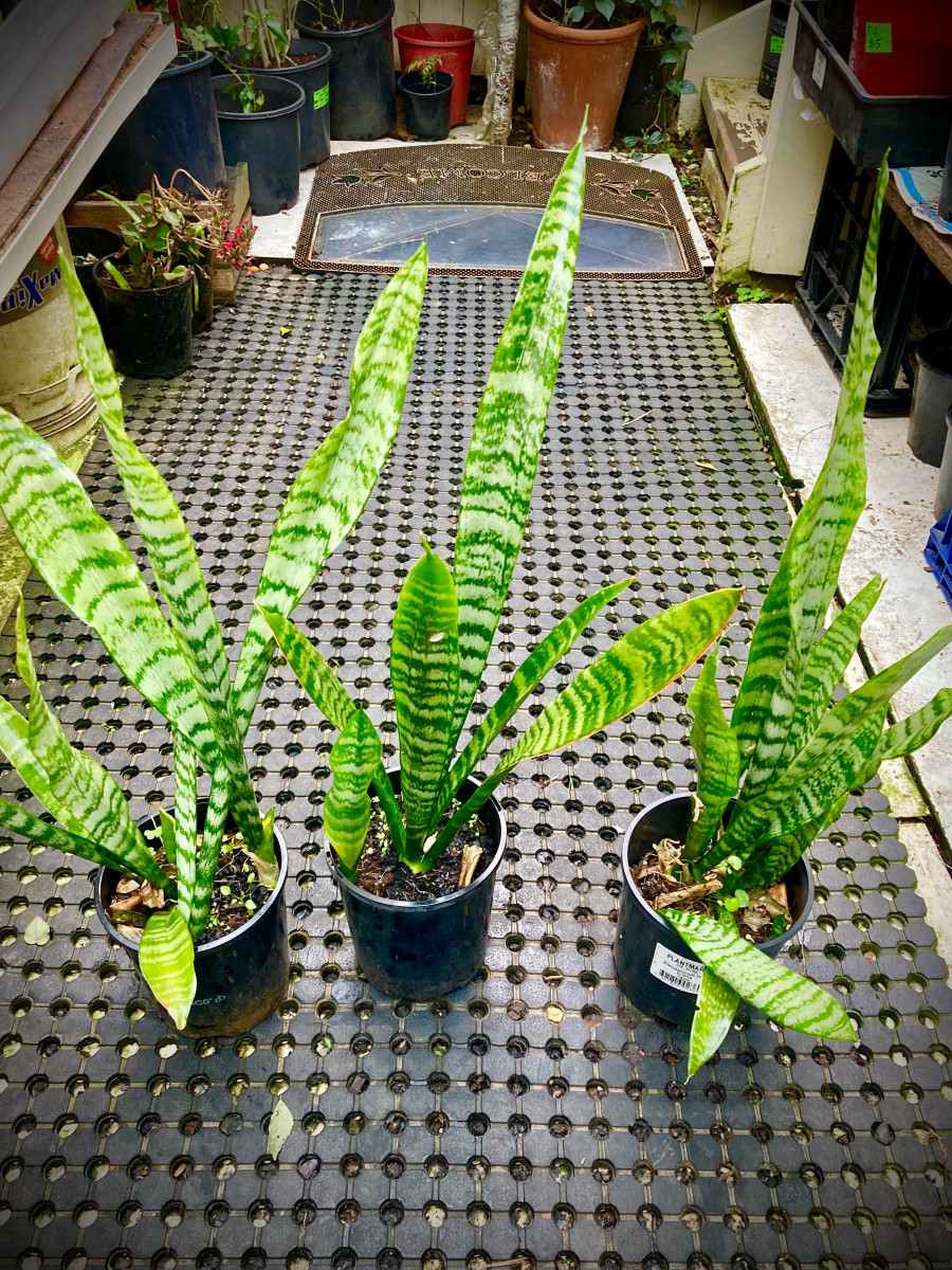 Sansevieria