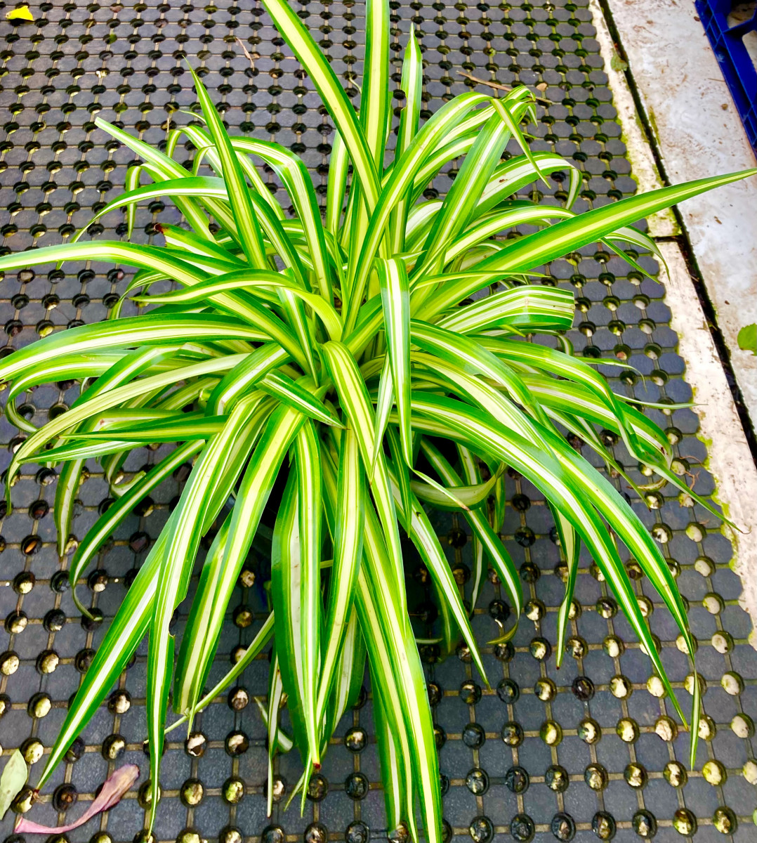 Spider plant