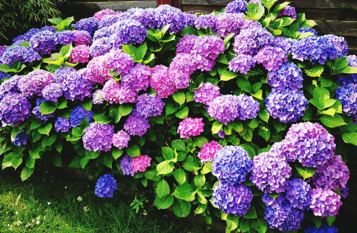 Hydrangeas like morning sun, but do not do well if they're in direct, hot afternoon sun. Partial shade in the later parts of the day is ideal for these beauties.