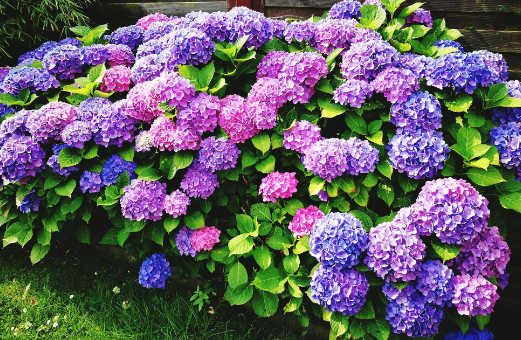 HYDRANGEA