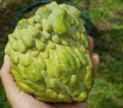 CUSTARD APPLE   GRAFTED