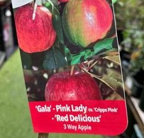 Gala' + 'Pink Lady + 'Red Delicious' 3-way Apple