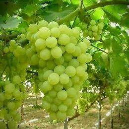 GRAPES