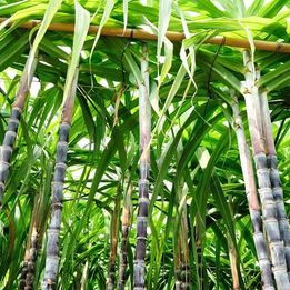 SUGARCANE