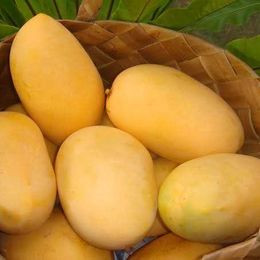 Mango - Carabao (Filipino Mango) SWEETEST