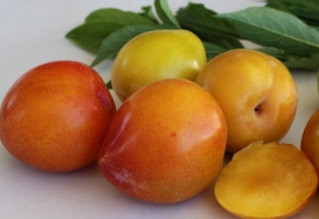 Dwarf Plum Gulf Gold-Prunus salicina