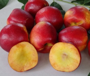 Nectarine Sunraycer