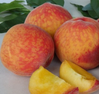 Peach Florda Prince - Prunus persica