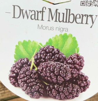 Mulberry Dwarf-Morus nigra