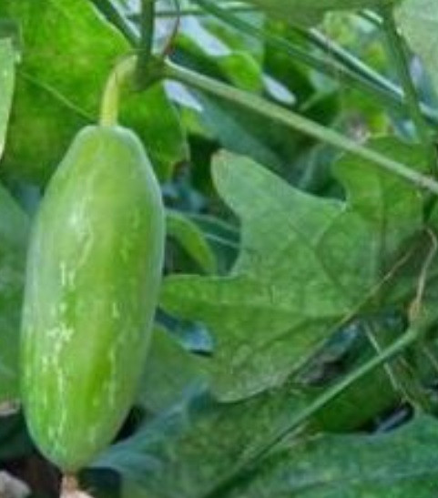 TINDORA / IVY GOURD / DONDAKAYYA