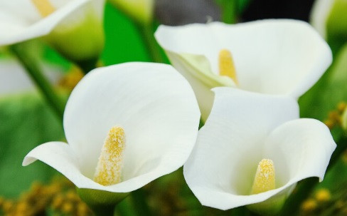 CALLA LILY