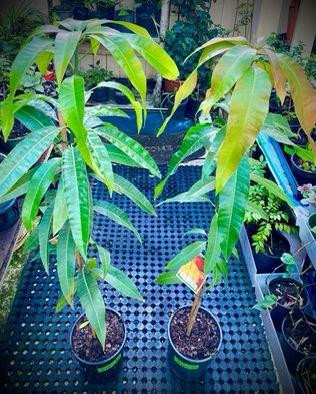 Seedling Bowen Mango Trees