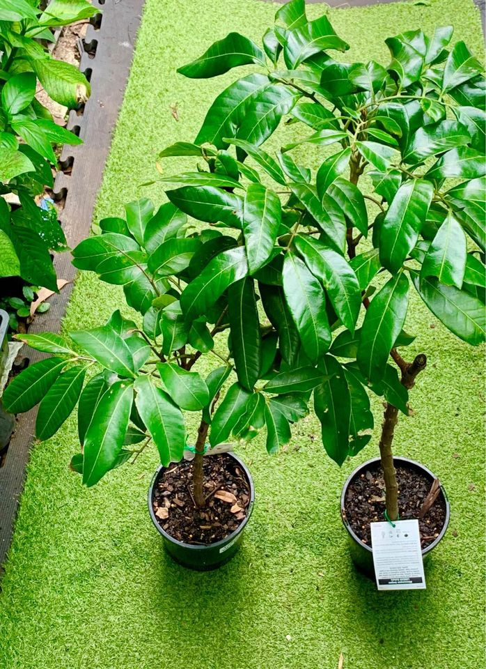 Buy Longan Kohala Plant in Sydney