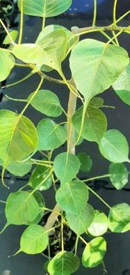 Ficus religiosa