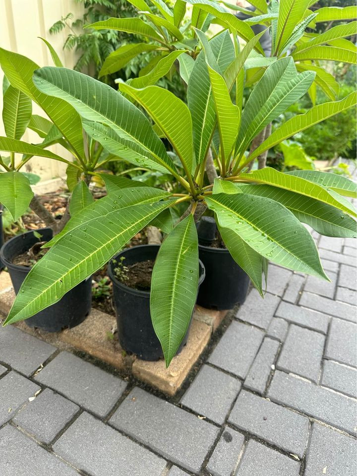 Exquisite Frangipani Trees for Sale in Sydney, NSW, Australia