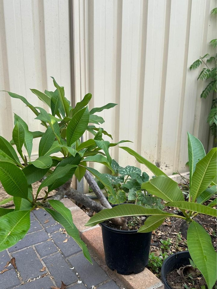 Exquisite Frangipani Trees for Sale in Sydney, NSW, Australia