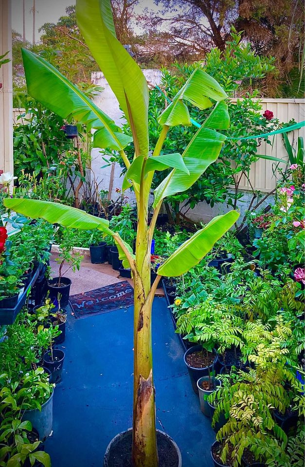DWARF CAVENDISH BANANA TREE