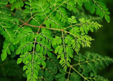Moringa
