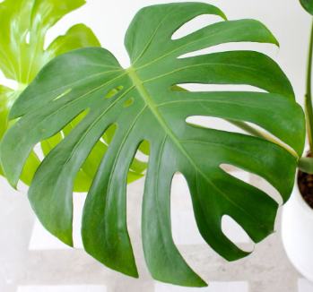 Monstera Deliciosa