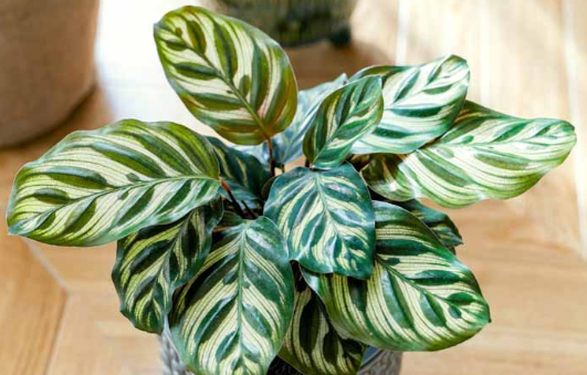 CALATHEA / Prayer Plant