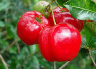 Acerola Cherry Tree (Barbados Cherry / So Ri – Vietnamese)