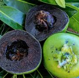 “Black Sapote (Grafted) – Chocolate Pudding Fruit Tree for Home Gardens | Sai Nursery Sydney”
