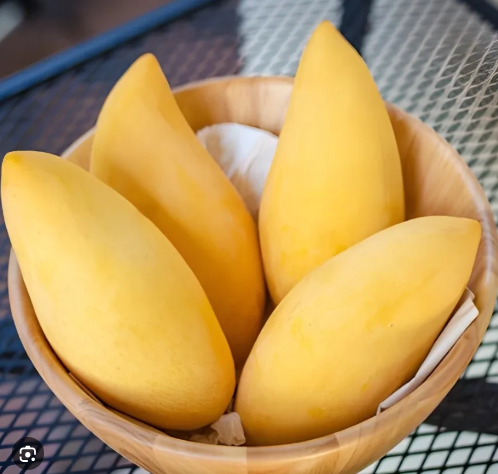 Smooth, fibreless flesh with rich flavour Ideal for Sydney and warm Australian climates