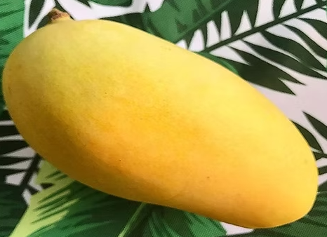 Orange Sherbet Mango – Grafted