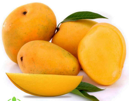 Grafted Kesar mango plant for early and reliable fruiting
