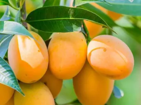 Raspuri Mango is a premium Indian mango variety, originating from the Uts region in Karnataka, India,