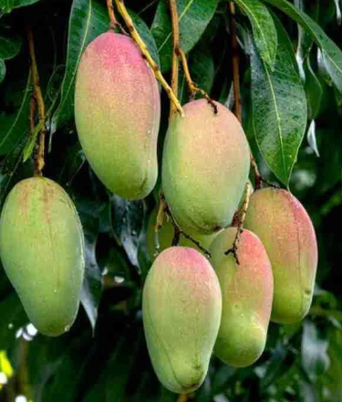 Juicy, sweet, and fibreless flesh Can be grown in large pots or garden soil