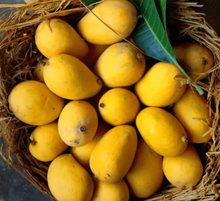 Banganapalle Banganapalli Grafted Mango