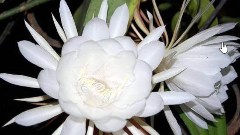 Brahmakamal plant