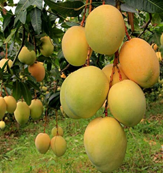 ALPHONSO/HAPUS GRAFTED MANGO TREE