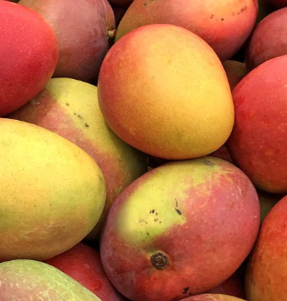 GRAFTED DWARF KENSINGTON RED MANGO