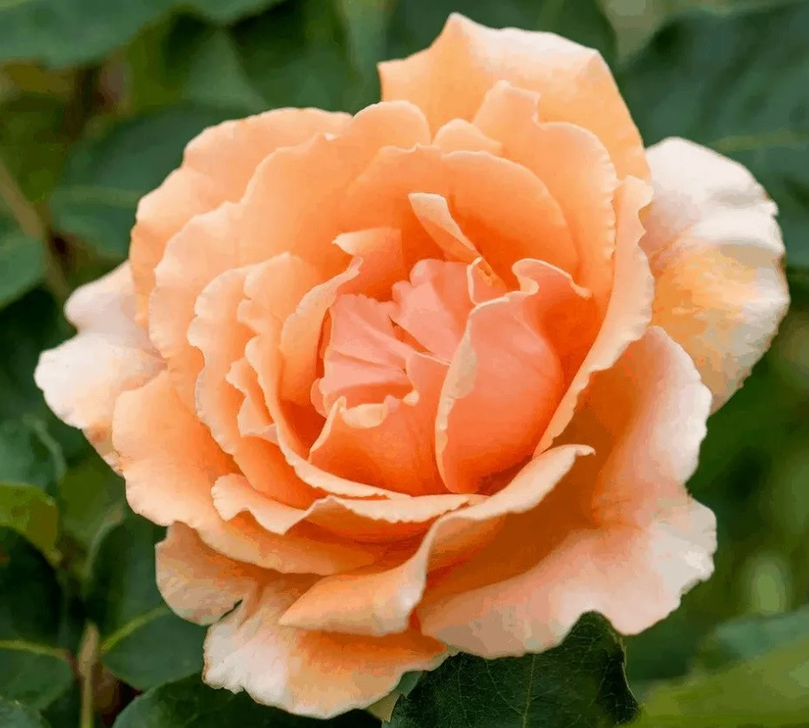 Standard Rose Just Joey apricot blooms fragrant tree rose feature plant