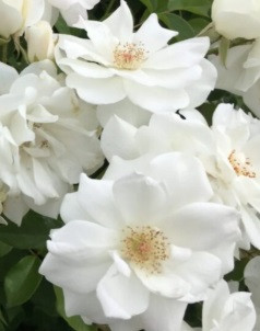 Iceberg rose floribunda white cluster blooms bush rose elegant plant