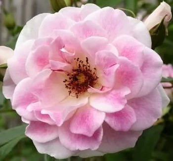 Blushing Pink Iceberg rose floribunda soft pink cluster blooms bush rose