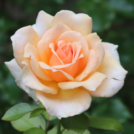 Bright Pink Floribunda Rose with Mass Clusters & Strong Garden Performance