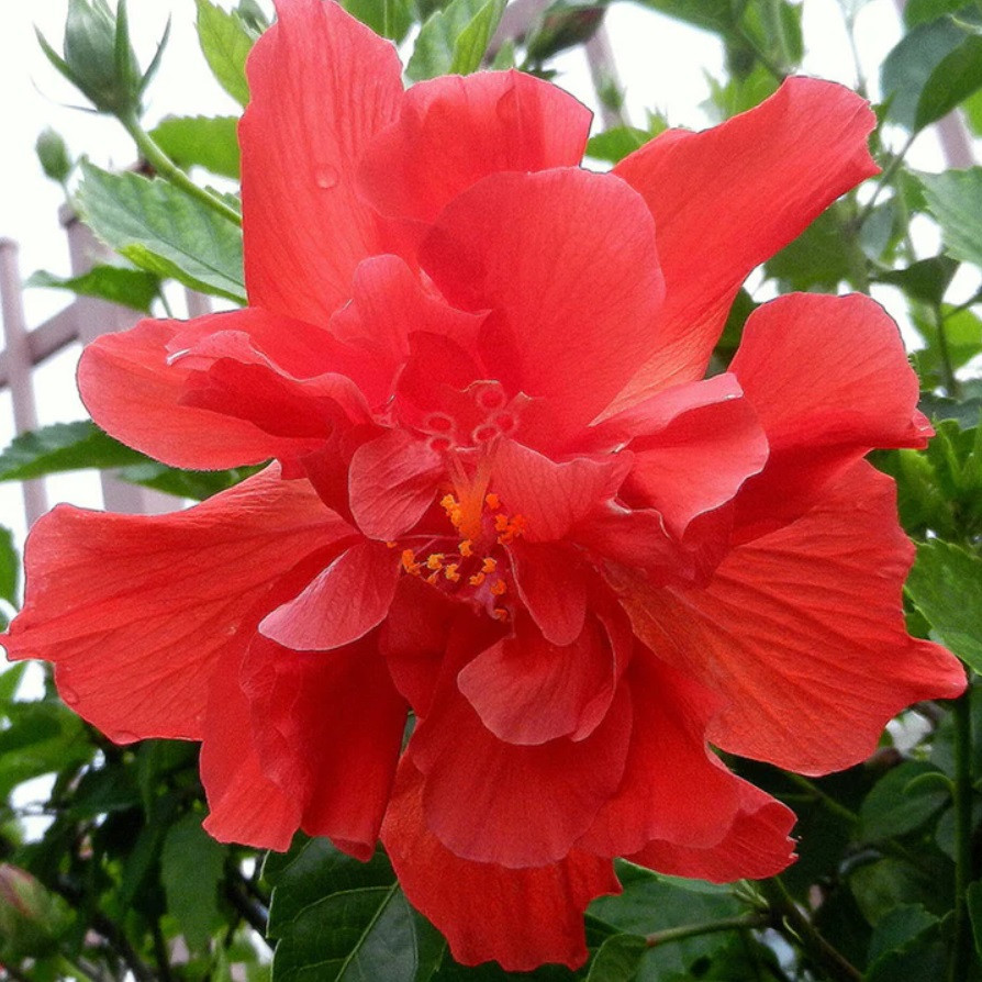 Hibiscus Adonicus Red with large double red flowers