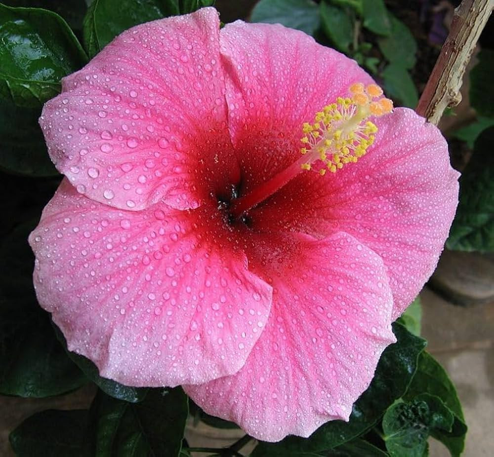 Hibiscus Adonicus Pink with large double pink flowers