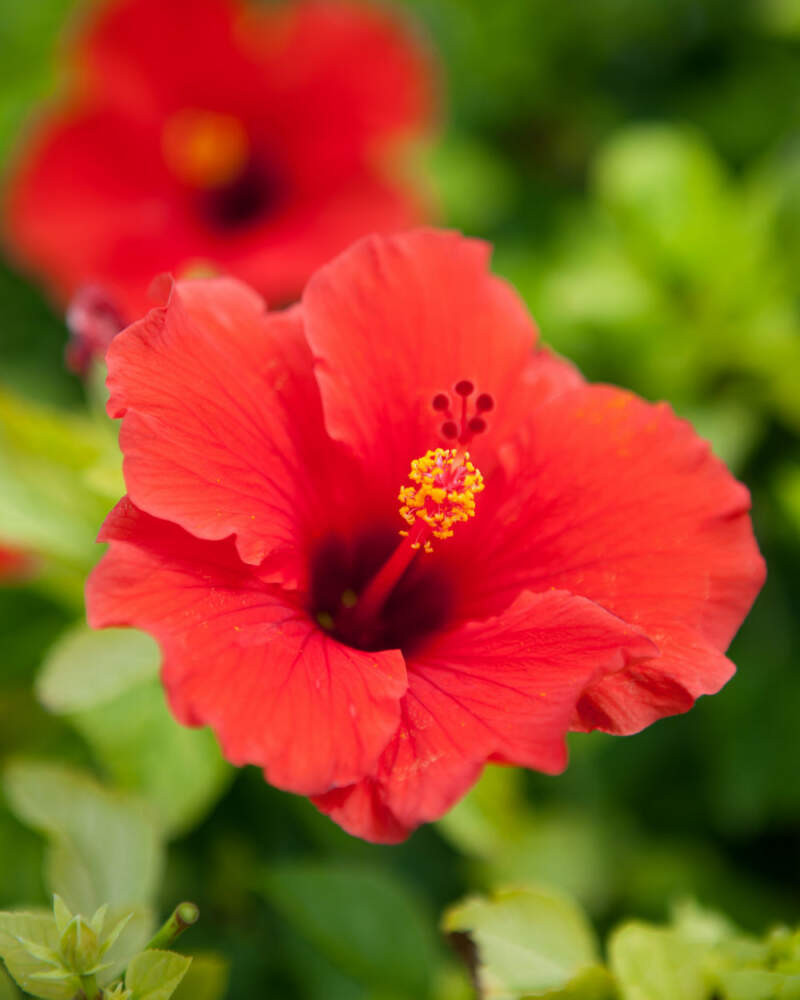 Single red hibiscus Adonicus flower with prominent centre