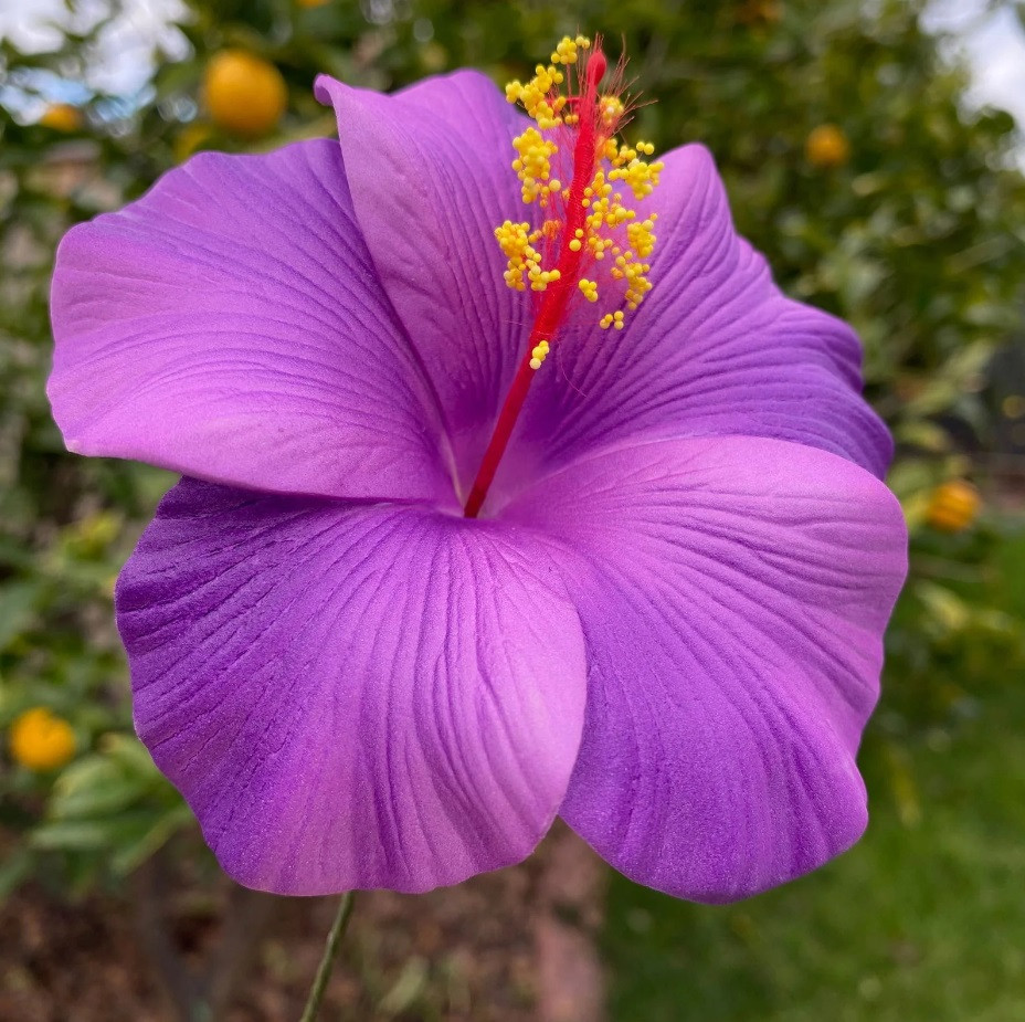Single purple hibiscus Adonicus flower with vivid petals