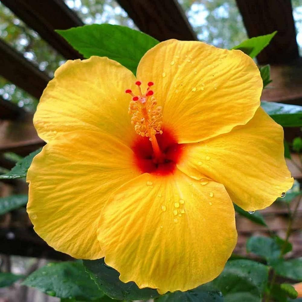 Single yellow hibiscus Adonicus flower with bright petals