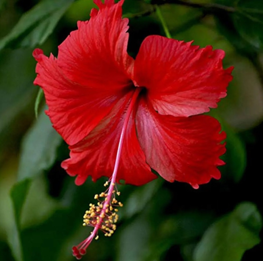 Hibiscus cooperi variegated leaves pink cream with soft pink flowers
