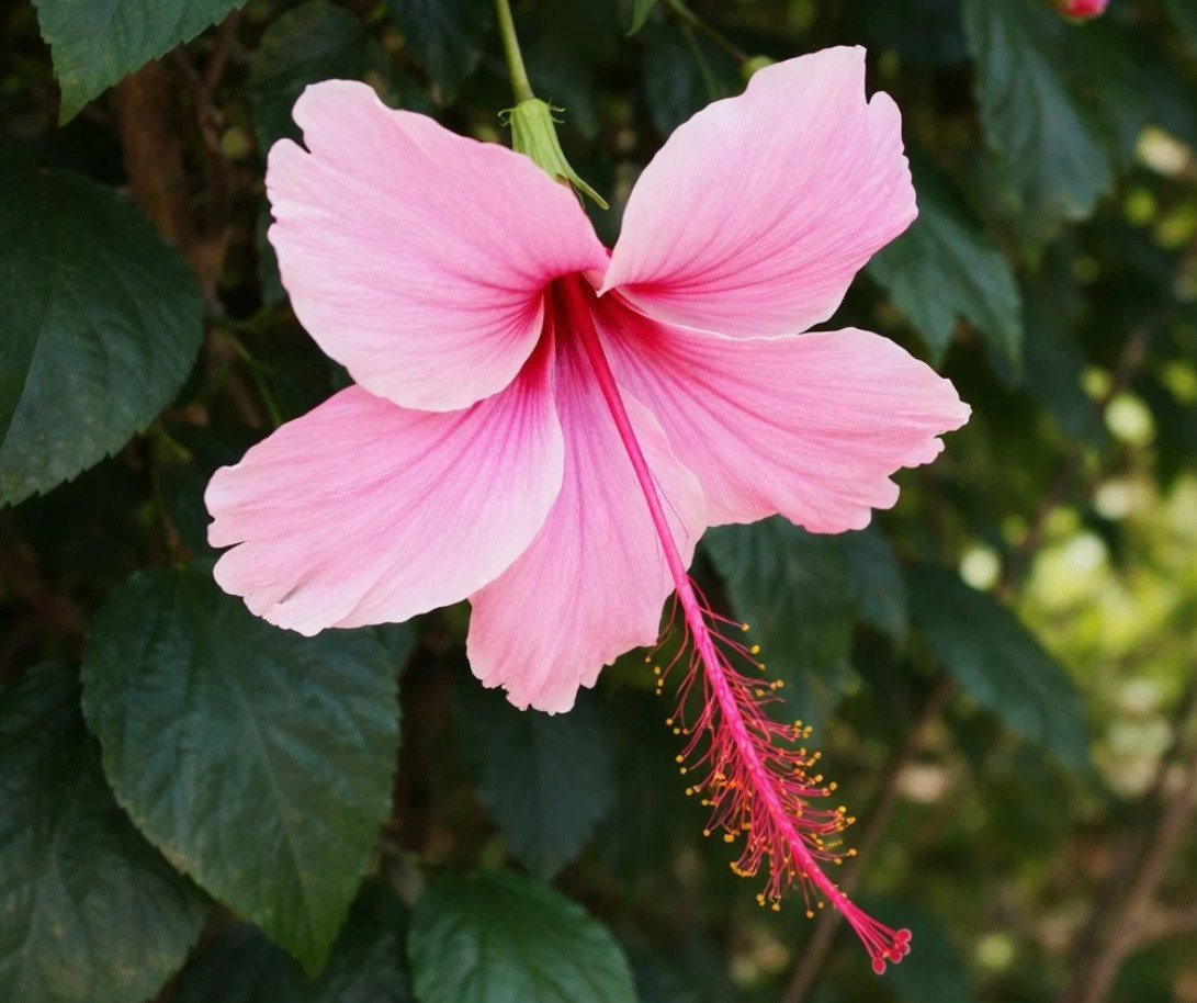 Single soft pink hibiscus Dainty Pink flower in bloom