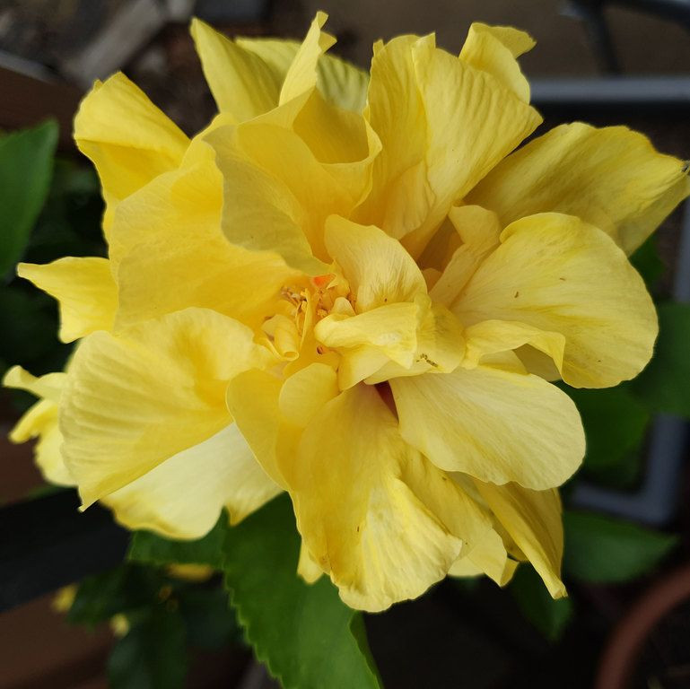 Hibiscus Edith Parsons variegated leaves with multi petal yellow flower
